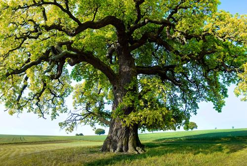 Grüner Baum 
